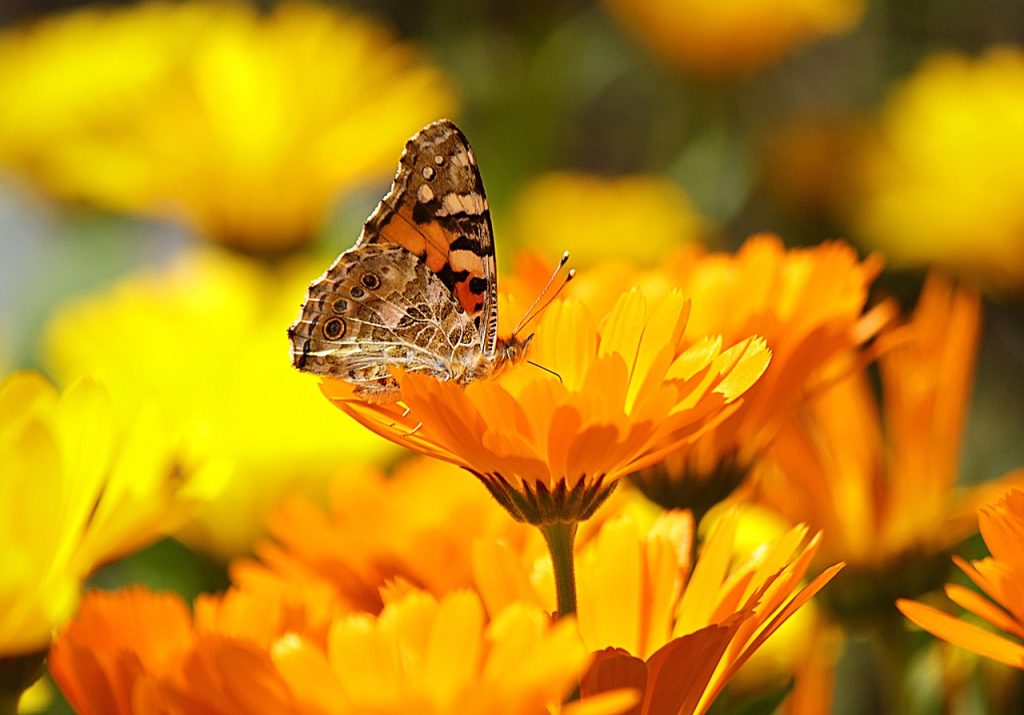 eco flower