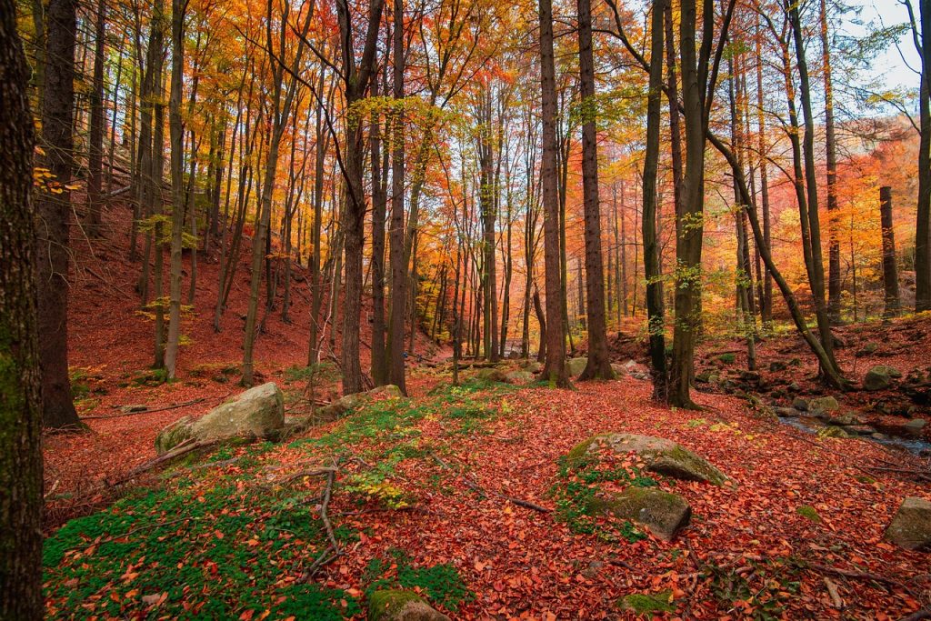 forest fall